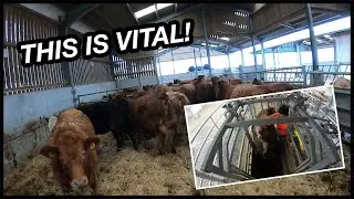 CLIPPING THE COWS BACKS!