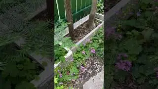 Flowering Weeds in our Garden