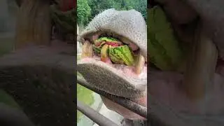 📌 Title (टाइटल):🐊 Hippo CRUSHES Watermelon in One Bite! 🍉 | Satisfying Animal Feeding#shortvideo