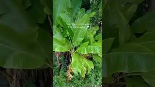Gentle Rain on Green Leaves 🌧️ | Nature ASMR #asmr#rainsounds#natureasmr#rainasmr#relaxing
