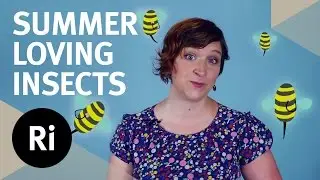 Why Insects Love Summer &ndash; Flight, Fights and Booze