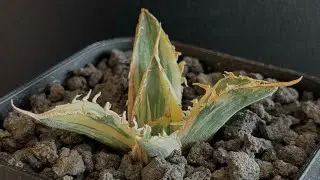 20250606 アガベ・チタノタ白鯨（縞斑）芽-007｜agave titanota white whale ver.stripes