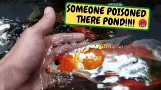 EMERGENCY Someone Poisoned There Pond!!!! (Snake Island Exotics)