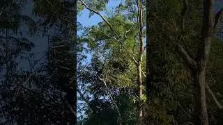 Male and female #hoolock #gibbons next to a highway in #Assam, near #Kaziranga