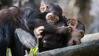 7 животных умнее вас