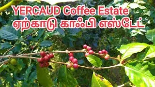 Yercaud Coffee estate | ஏற்காடு காபி எஸ்டேட்
