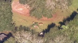 Волонтер, пострадавший от тигра в приюте Big Cat Rescue, принадлежащем Кэрол Баскин