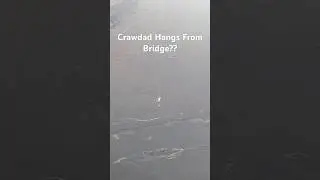 How is there a crawdad hanging off a bridge? What? #crawfish #hanging #how