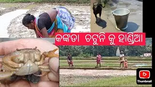 କଙ୍କଡା ଚଟୁନି ହାଣ୍ଡିଆ 🥰kankada chatuni handia..🥰4