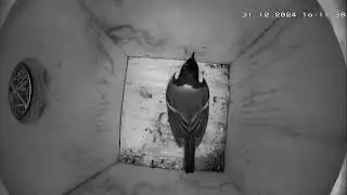 Kohlmeisenkasten - Great tit Nesting Box - 30.12.24 - 05.01.25