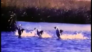 Animal Locomotion