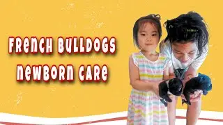 Paano mag alaga ng newborn french bulldogs| things to prepare | Bottle feeding
