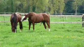 Jugeotte et daraguay
