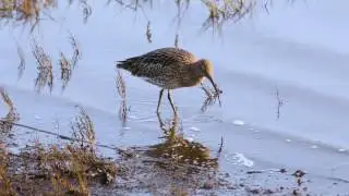 Wading birds