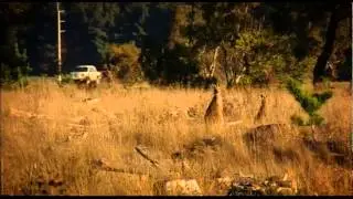 Wildlife - A hazard for regional drivers