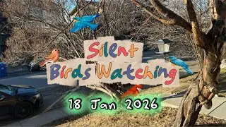 Silent Birds Watching! 18Jan2026 #subscribe #love #nature #family #fun #roblox #trending #viral