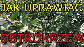 Jak uprawiać Ostrokrzew | Uprawa Ostrokrzewu PROSTO I NA TEMAT
