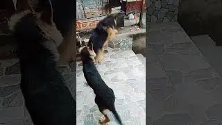 dog 🐶🐕🐕 tarup tirpis
