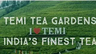 Temi Tea Garden of Sikkim &ndash; Produces the rarest Tea in the world | 