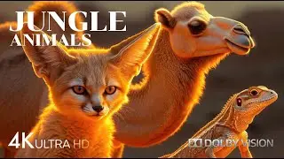 Wildlife Filmed with Exceptional Sharpness - K1-C-Drama Doblado