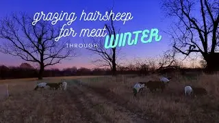 How To: Raise GRASS FED Hairsheep for meat through WINTER. #carnivore