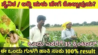 ಸೈನಕ ಹುಳು‌ / ಲದ್ದೆ ಹುಳು | ಈ ಒಂದು medicine ಹಾಕಿದರೆ ಸಾಕು | ಲದ್ದಿ ಹಳು ನಿಯಂತ್ರಣ  ಮೆಕ್ಕೆಜೋಳ ಬೆಳೆಯಲ್ಲಿ