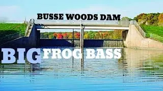 Crazy Busse Bridge Bass--Busse Woods Bass Fishing