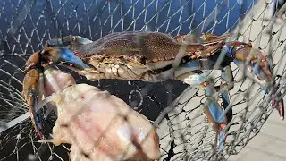 So Many Crabs!?!  2 Ring Crab Nets & Chicken On A String!!!
