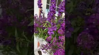 #flower #garden #цветывкашпо #spring #озеленениетеррасы#балконныеящики#контейнерноеозеленение