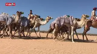 شاهد 500 جمل على الساحل الشمالى استعدادا لسباق الهجن بميدان العلمين غدا