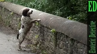 The Mystery of Overtoun Bridge