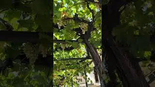 #grape #winelovers #europe