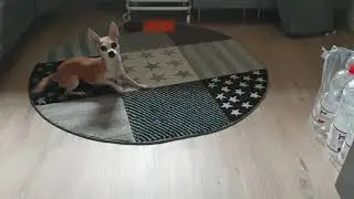 20. September 2020 #chihuahua #dogshorts #chihuahuafanclub #hundeliebe 