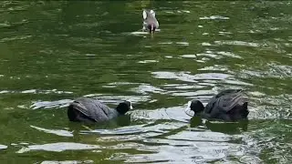 Bird fight | Coot duck fight for territory | Coot duck fight others Coot Bird