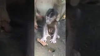 Wildlife monkeys in Amber troop 💕🐒😍💕💕😍🐒💕  #animalmonkey