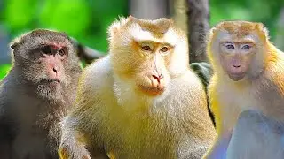 Monkey Love Triangle! Pongo Chooses Gladdy While Jinx & Amanda Secretly Compete 💞