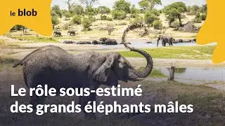 Le r&ocirc;le sous-estim&eacute; des grands &eacute;l&eacute;phants m&acirc;les | Actu de science