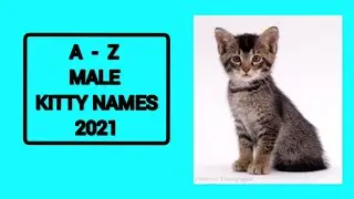 A-Z Boy Cat Names 2021 | 26 Name Suggestions 2021