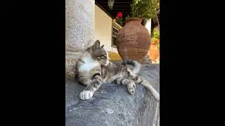 Calico Cat Living Her Best Life #CatsofYouTube #Cozy