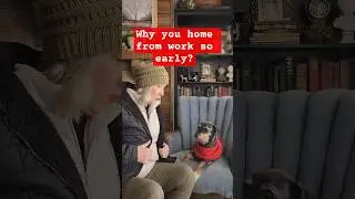 FUNNY-TRY NOT TO LAUGH- DOG COMEDY-WORK
