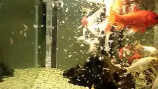 Goldfish feeding time guldfisk fordingstid
