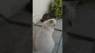 Cats And Kittens Fighting Funny #explore #cat #pakistan #kitten #shorts #jhoncena