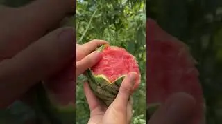 Technique for peeling watermelon skin by hand #shorts