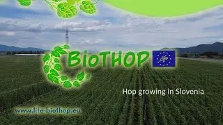 Hop growing in Slovenia