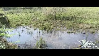 Wildlife near chhatardi bhuj