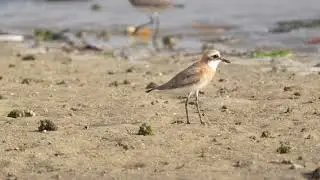 Tibetian Sand Plover's call