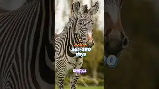 Top 10 Animals With The Longest Gestation Period!🤰| subformore | #shorts