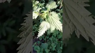 Day 195, 365 days a witch, Use Nettles in magic for Nurturing, Protection & Boundaries #witch#witchy
