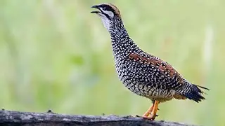 Chinese francolin (Francolinus pintadeanus) male calling from a tree