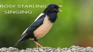 Rosy starling Singing Sounds